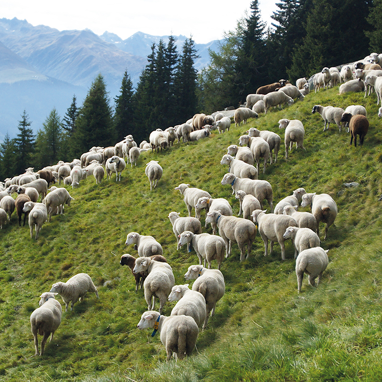 lavalan_1_sheep_keeping_Switzerland.jpg
